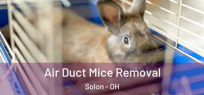  Air Duct Mice Removal Solon - OH